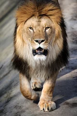 Tableaux sur verre Lion Lion gros plan