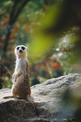 meerkat