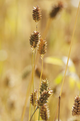 Deutschland, Triticum compactum, close up