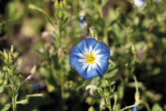 Deutschland, Ackerwinde, close up
