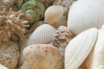 Sea shells and fossils on sand as background