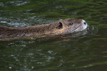 Obraz premium Nutria