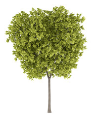 Fototapeta premium honey locust tree isolated on white background