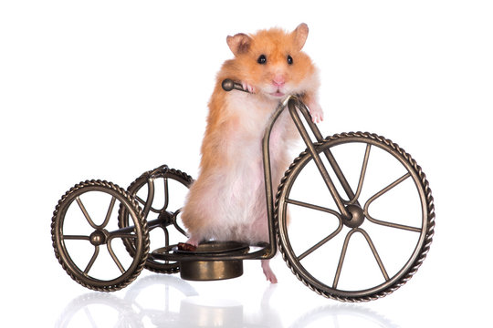 adorable syrian hamster on a bicycle
