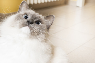 Gatto ragdoll