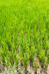 Paddy rice texture