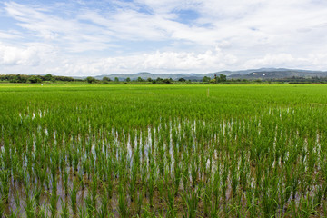 Green rice field with beauty sky in Thailand