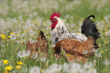 Biohof, Eier, Hahn, Freilandhaltung