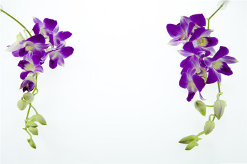 Branch purple orchid  on white background - Powered by Adobe