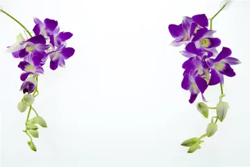 Stickers pour porte Orchidée Branch purple orchid  on white background