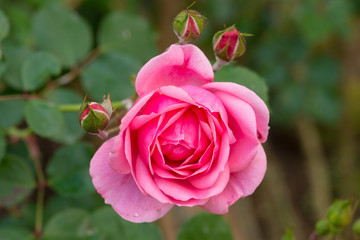 beautiful pink rose in a garden