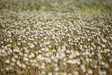 Poppy Field