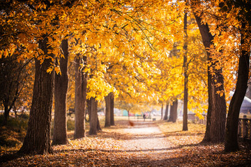 Fototapeta na wymiar Autumn Park path