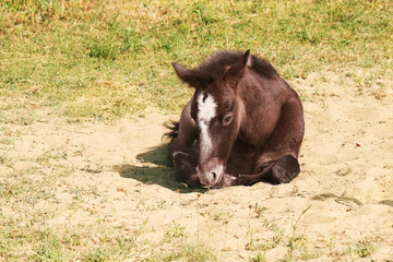 Fototapeta premium wild horse foal