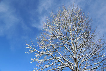 冬の青空とユリの木