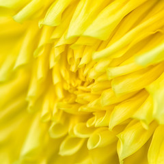 Chrysanthemum flower close-up