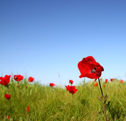 low angle photo of red poppies against sky with light burst.