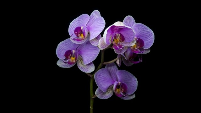 orchid isolated on black background