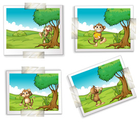 Photographs and monkeys