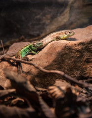 lizard