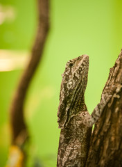 Fototapeta premium lizard