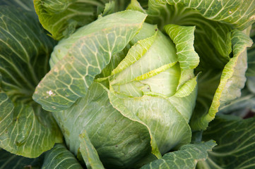 cabbage