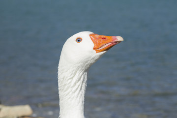 white goose lake profile