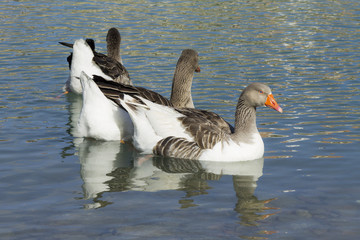 hree ducks on a lake