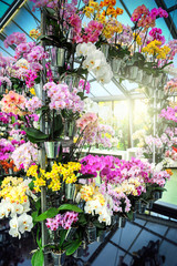 Fototapeta na wymiar Multicolor orchids in flower pots