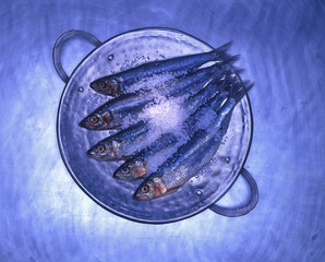 Blue Mackerel on reflective plate