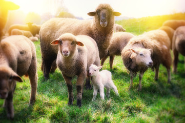 Sheep herd at green field