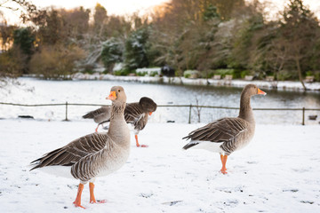 Wild geese, snow covered landscape, Edinburgh, Scotland