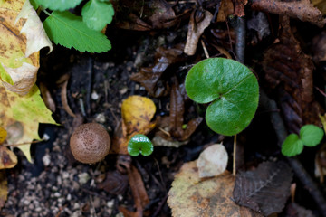fungus,mushrooms