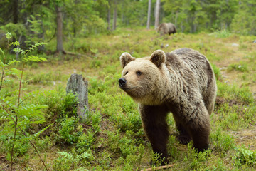 Naklejka na ściany i meble Bear in the forest