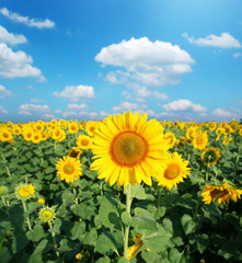 Sunflower field in the sunny day.