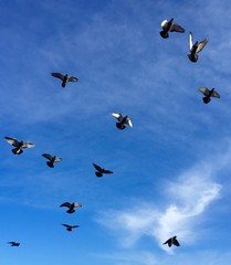 Pigeons fly