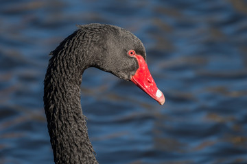Close up head portrait of a Black Swan