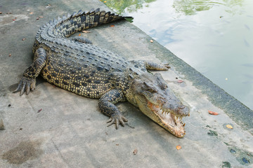 Crocodile .