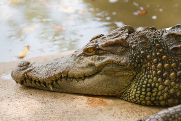 Crocodile .