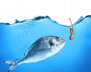 Fish and hook with worm in water