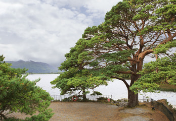 Large pine on Lough Leane Lower Lake.