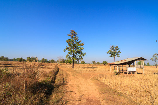 Shack in parched rice field
