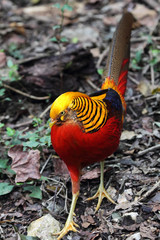 Goldfasan (Chrysolophus pictus)