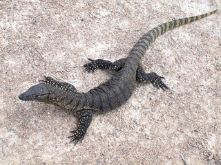 Goanna Lucky Bay, Cape Le Grand NP, West Australia