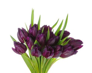 Bouquet of tulips