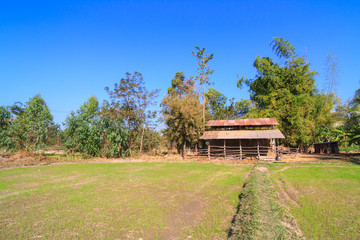 Storage of rice straw behind paddy in rural of Thailand