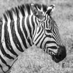 Fototapeta na wymiar Zebra in National Park. Africa, Kenya