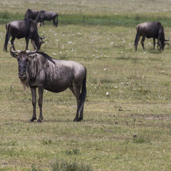 Wildebeest mother and newly born calf,Ngorongoro Crater,Tanzania