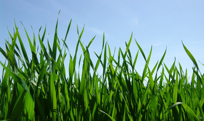 grass and sky