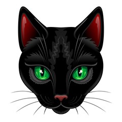 Black Cat Portrait on White